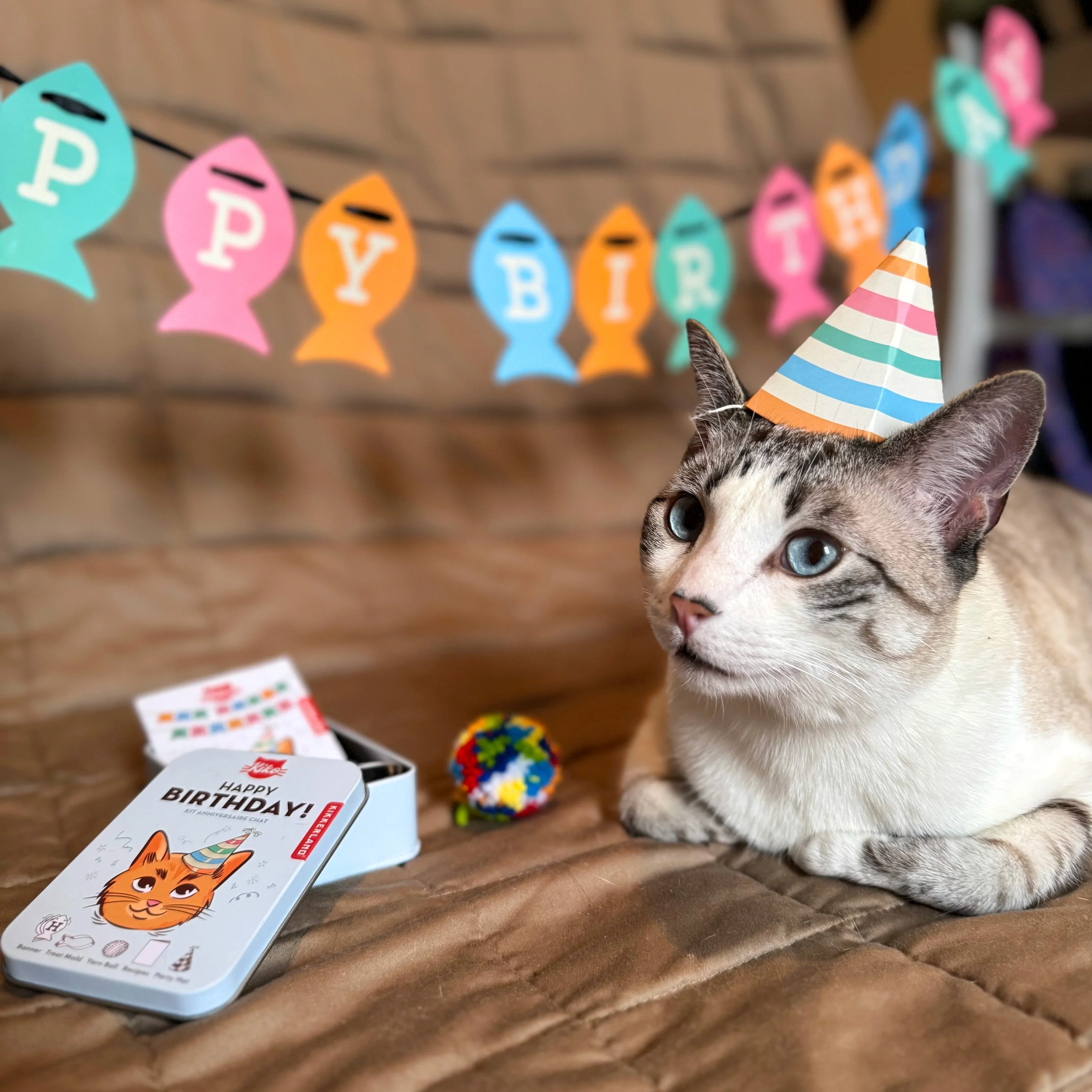 Cat Happy Birthday Kit - Image 3