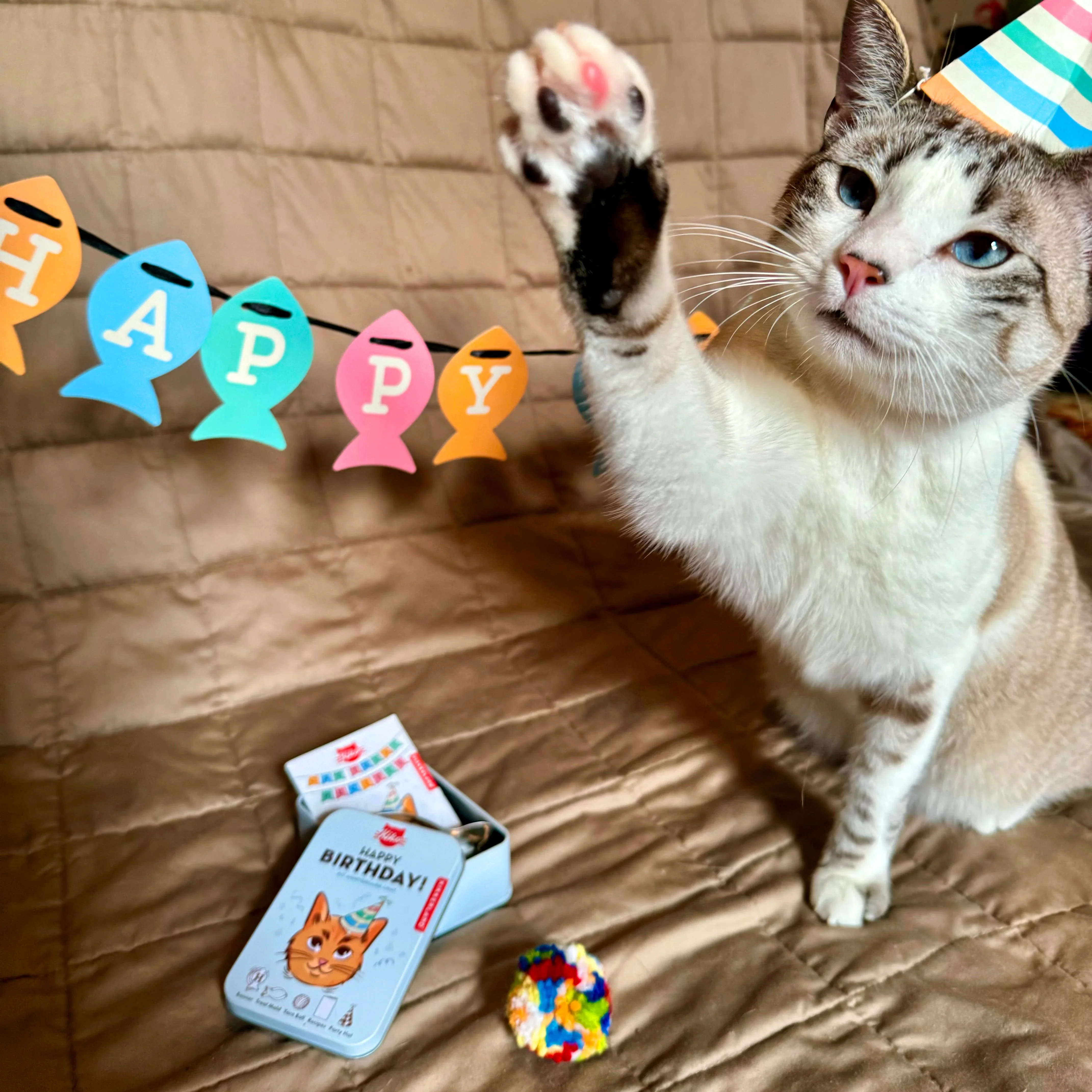 Cat Happy Birthday Kit - Image 4