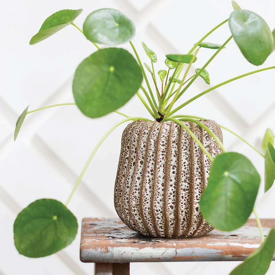 Cayman Pot - Image 2