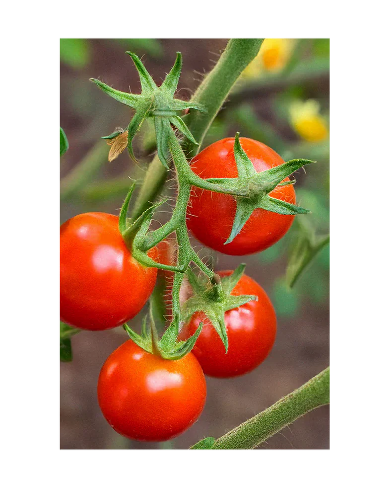 Cherry Tomato Vegetable Seeds Packet - Image 3
