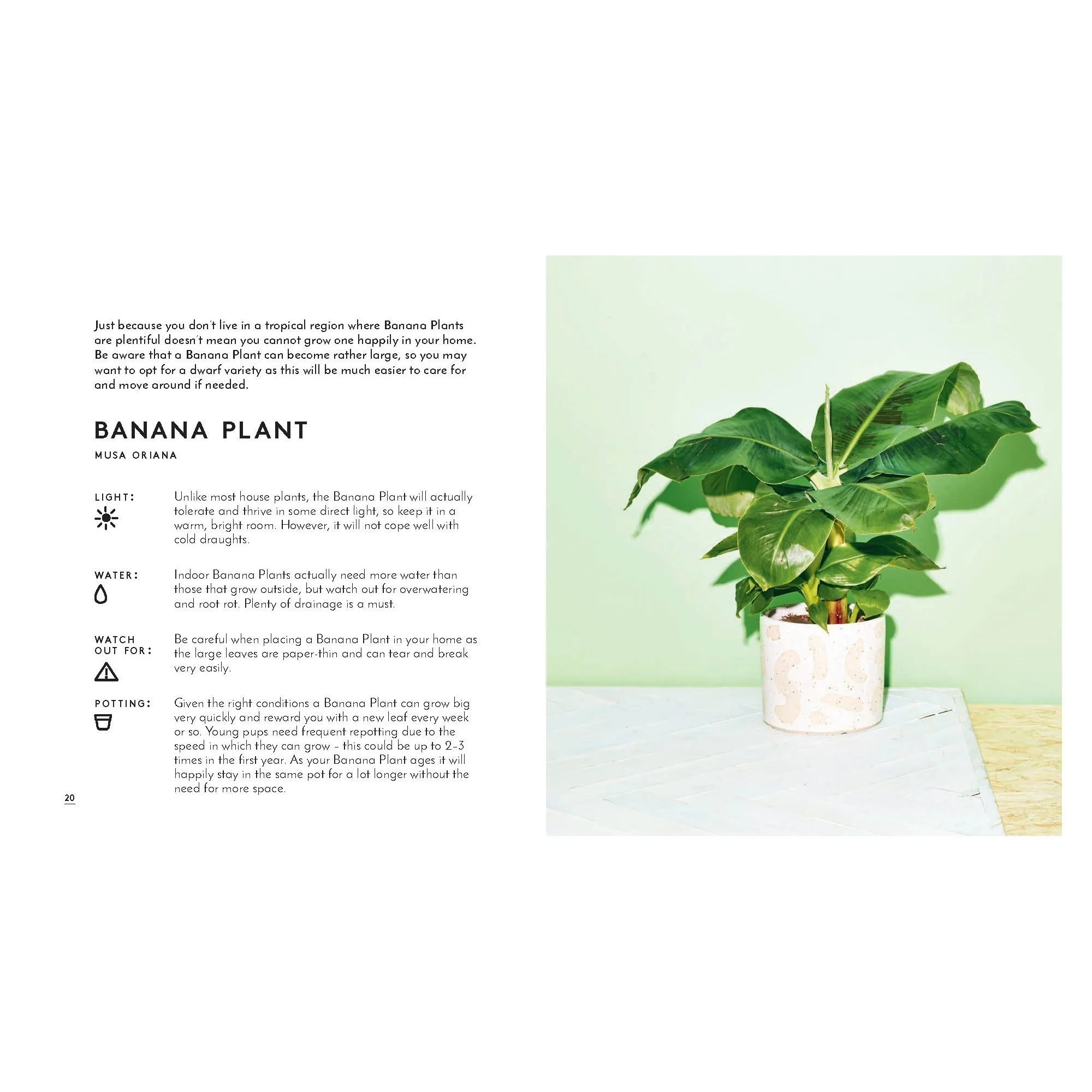 Little Book, Big Plants - Image 2