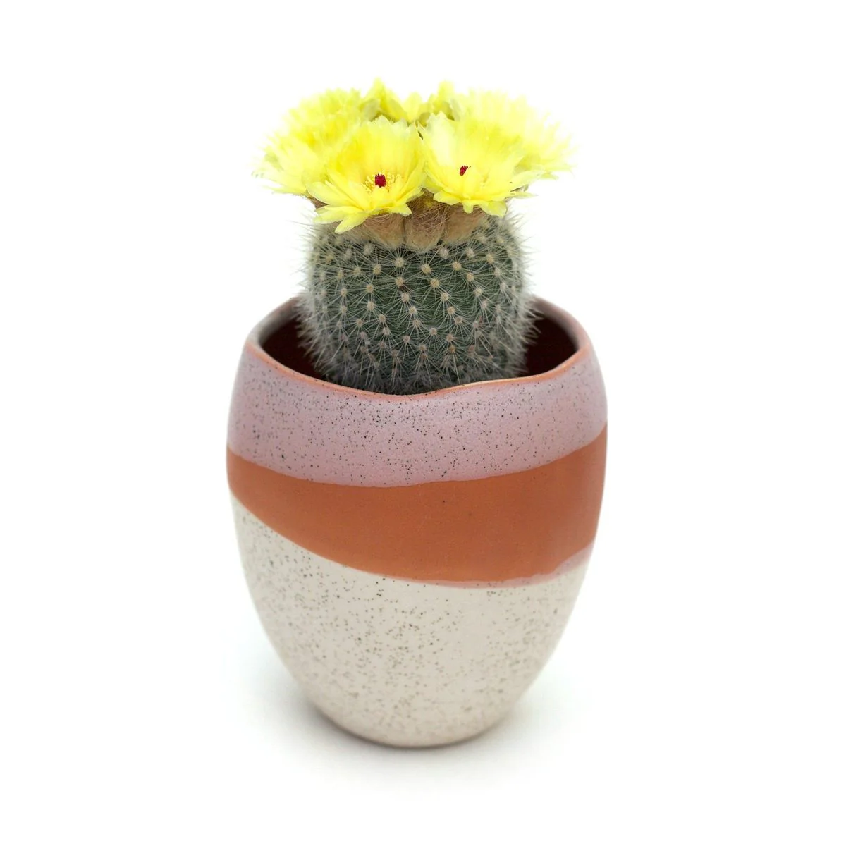 Parker Pot (Small) - Image 2