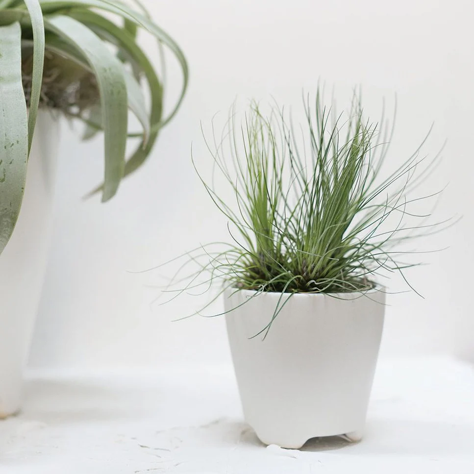 Ruth Pot | White (Mini) - Image 2