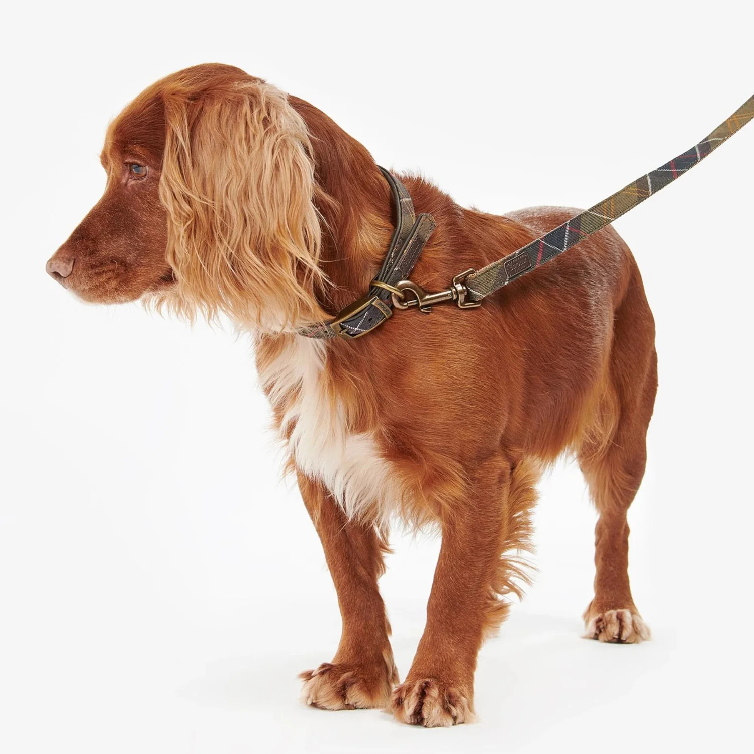 Tartan Webbing Dog Lead (Classic Tartan) - Image 3
